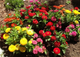Насіння Ціннія Хризантемоподібна суміш, 0,5 г (Насіння України) - зображення 6
