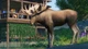Дополнение Planet Zoo: наборе животных «Северная Америка для ПК (Ключ активации Steam) - изображение 3