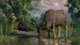 Дополнение Planet Zoo: Набор животных «Болота» для ПК (Ключ активации Steam) - изображение 6