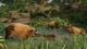 Дополнение Planet Zoo: Тропический набор для ПК (Ключ активации Steam) - изображение 5