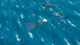 Гра King of Seas для ПК (Ключ активації Steam) - зображення 6