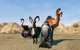 Дополнение Goat Simulator: PAYDAY для ПК (Ключ активации Steam) - изображение 2