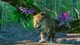 Дополнение Planet Zoo: набор «южная америка» для ПК (Ключ активации Steam) - изображение 3