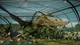 Дополнение Jurassic World Evolution 2: Early Cretaceous Pack для ПК (Ключ активации Steam) - изображение 4