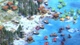 Игра Age of Empires II: Definitive Edition для ПК (Ключ активации Steam) - изображение 3