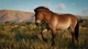 Дополнение Planet Zoo: набор «Сохранение дикой природы» для ПК (Ключ активации Steam) - изображение 2