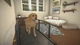 Дополнение House Flipper - Pets для ПК (Ключ активации Steam) - изображение 6