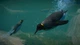 Дополнение Planet Zoo: набором «Водный мир» для ПК (Ключ активации Steam) - изображение 4