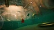 Гра I Am Fish для ПК (Ключ активації Steam) - зображення 2