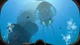 Гра Subnautica для ПК (Ключ активації Steam) - зображення 4
