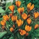 Цибулини Яскрава Крокус Ботанічний Orange Monarch (38669) (5шт) - зображення 4