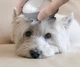 Электрический 3D массажер Smart Scalp на аккумуляторе для домашних животных - изображение 3