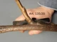 Секатор Due Buoi 135/20 с двумя режущими лезвиями - изображение 4