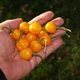 Семена Перец острый Мини Гогошар, оранжевый, 0,05 г (ФлораМаркет) - изображение 5