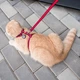 Шлея з повідцем WAUCAT Nylon з QR паспортом малюнок Кавун пластиковий фастекс Ш 10 мм В 25-40 см С 20-30 см - зображення 3