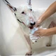 Dog Sponge 2 в 1 - гипоаллергенный сухой шампунь для собак с экстрактом овса нанесенный на губку - изображение 5
