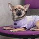 Футболка Pet Fashion «Game» для собак, розмір XS, бузкова - зображення 6