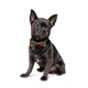 Метелик Pet Fashion «New Year» XS-M - зображення 1