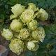 Саженцы Яскрава Роза спрей Лувиана (Luviana) (37539) - изображение 2