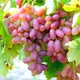Саженцы Яскрава Виноград Преображение (37270) - изображение 2