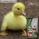Комбікорм старт качки та гуси Shen Chicken Feed F08-5 Мішок 25 кг - зображення 2