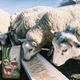 Білковий вітамінно-мінеральний концентрат Sheni Sheep 10% Мішок 25 кг - зображення 2