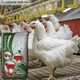 Комбікорм фініш бройлери Shen Chicken Feed F08-3 Мішок 25 кг - зображення 2