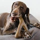 Іграшка для собак Wishbone Benebone(Giant,Bacon) - зображення 3