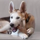 Іграшка для собак Benebone Puppy Wishbone (M, Bacon) - зображення 4