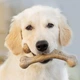 Іграшка для собак Benebone Puppy Wishbone (M, Bacon) - зображення 5