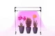 LED Лампа для растений DUO Bicolor на подоконник. Фито лампа для комнатных растений, рассады, цветов, орхидей, микрозелени. - изображение 1