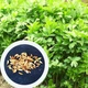 Любисток лекарственный семена 0,25 гр. (прибл 80 шт) (Levisticum officinale) зимний сельдерей - изображение 1