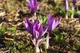 Шафран посівний цибулини 20 шт (Crocus sativus) шафрановий крокус осінній насіння морозостійкий для спеції - зображення 2