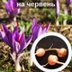 Шафран посівний цибулини 120 шт (Crocus sativus) шафрановий крокус осінній насіння морозостійкий для спеції - зображення 5
