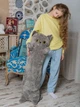 М'яка іграшка-обіймалка антистрес Британський Кіт батон 110 см My Kigu Сірий (9046) - зображення 4