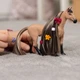 Жеребець ахалтекінський Schleich 42621 - зображення 4