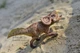 Динозавр Протоцератопс Protoceratops Deluxe CollectA 88874 - изображение 3