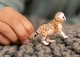 Гепард дитинча Schleich 14866 - изображение 2
