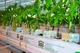 Кокосовий мат 20 літрів Ceres COCONUT PEAT GROW BAGS - изображение 3