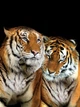 Коты флизелиновые фотообои 3Д Животные Дикая природа 184x254 см Два тигра на черном фоне (10173V4A)+клей - изображение 2