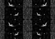 Флизелиновые фотообои 254x184 см Черно-белые птицы и узоры (2477V4)+клей - изображение 1