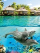 Природа флизелиновые фотообои 3д Бунгало Море Коралловые рыбки 184x254 см Дельфины на Гавайях (3193V4A)+клей - изображение 2