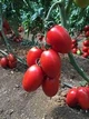 Семена Томат Колеос F1 Leda Agro 10 шт - изображение 2
