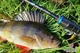 Спиннинг Favorite Blue Bird BB1-802L-T 2.40m 3-12g Fast - изображение 7