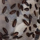 Тарган Мадагаскарський шиплячий ( Gromphadorhina portentosa ) - Живі кормові комахи для рептилій, комахоїдних тварин 1-2 см 50 шт. - зображення 4