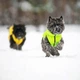 Курточка для животных Airy Vest двусторонняя S 30 желто-салатовая (1612) - изображение 4