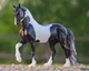 Battlefield Angel HP traditional фриз пінто жеребець Breyer 1865 - изображение 1