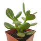 Сукулент Крассула Овата (Crassula Ovata), контейнер 7*7*8 см (s019s) - зображення 4