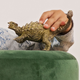 Фігурка Schleich Dinosaurs Анкілозавр 10.6 см (4059433011844) - зображення 3