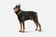 Пуховик Noble Pet Bobby Black B4129/6XL (B4129/6XL) - зображення 1